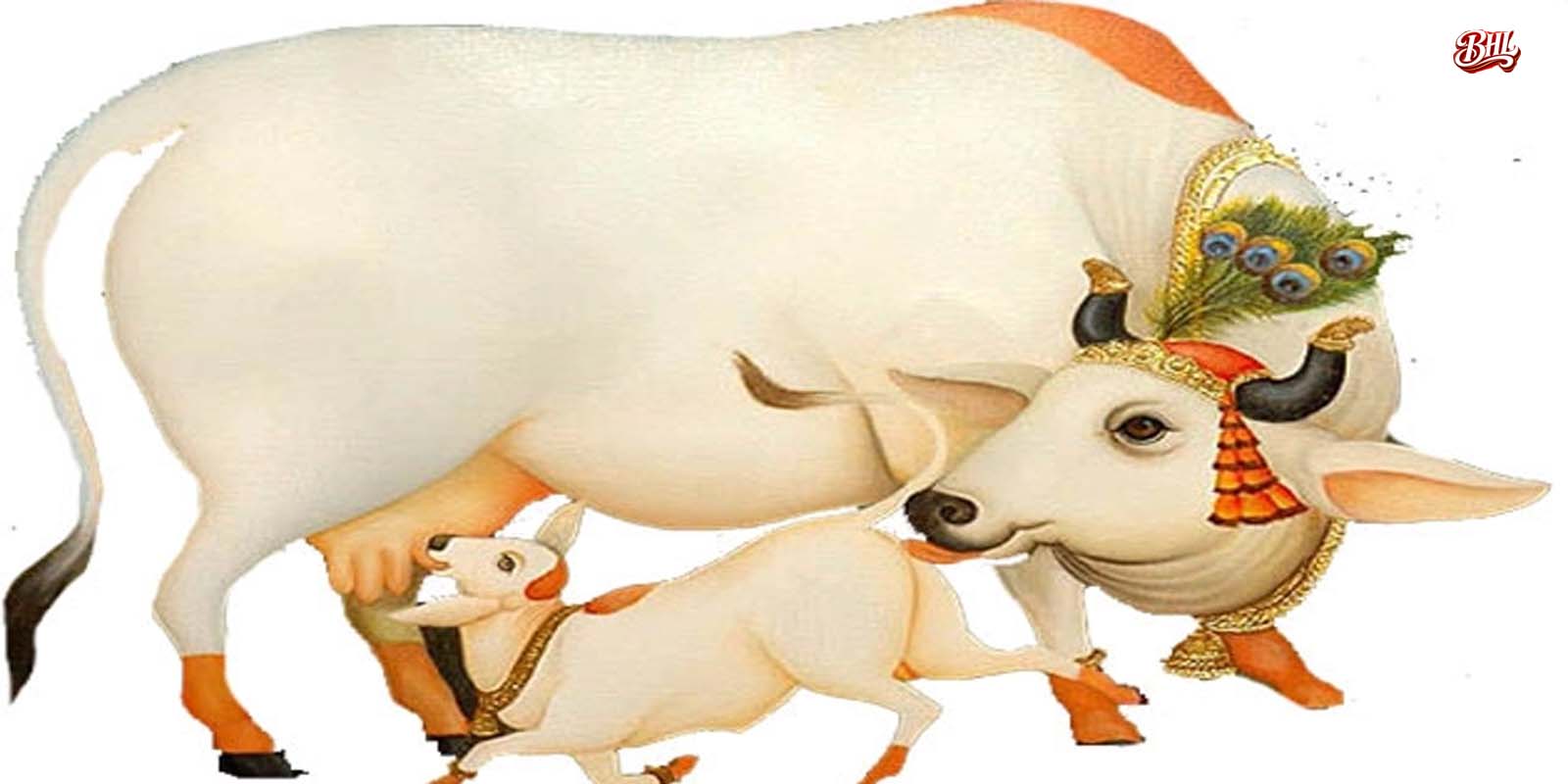 कामधेनु गाय देती है शुभ फल