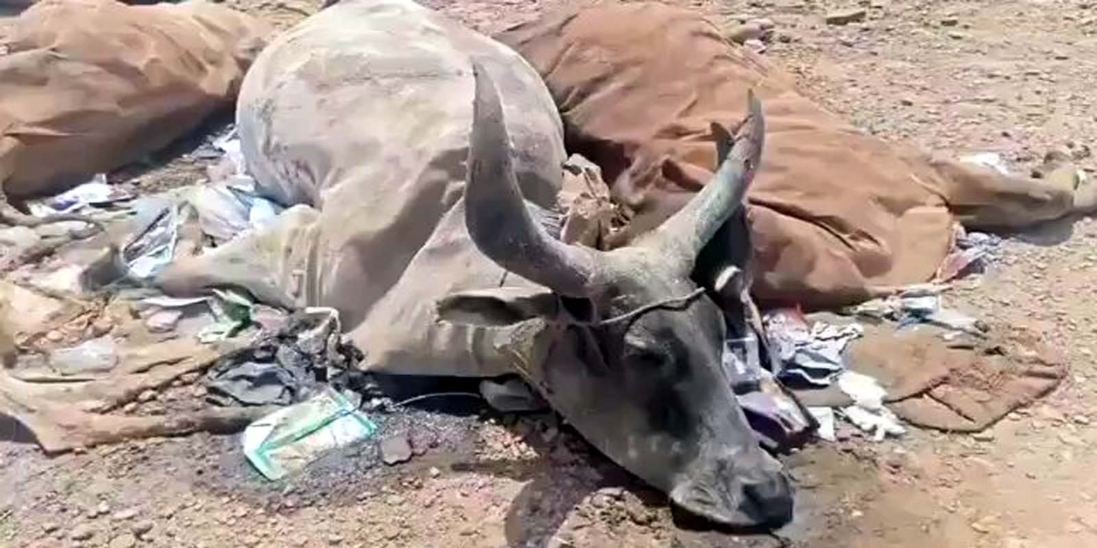 शातिर सत्ताधीशों की सियासत का शिकार गोवंश
