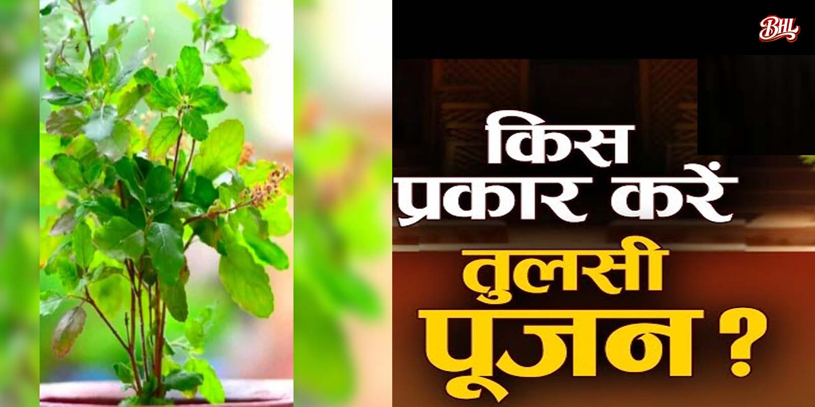 तुलसी से जुड़े प्रमुख धार्मिक और ज्योतिषीय संकेत