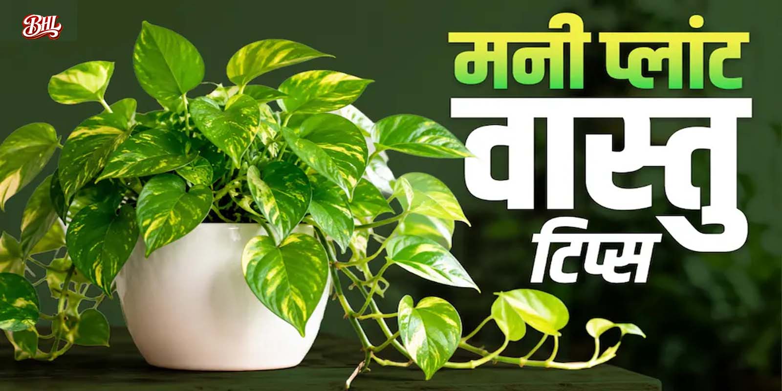 मनी प्लांट के पौधे को सही दिशा में लगायें